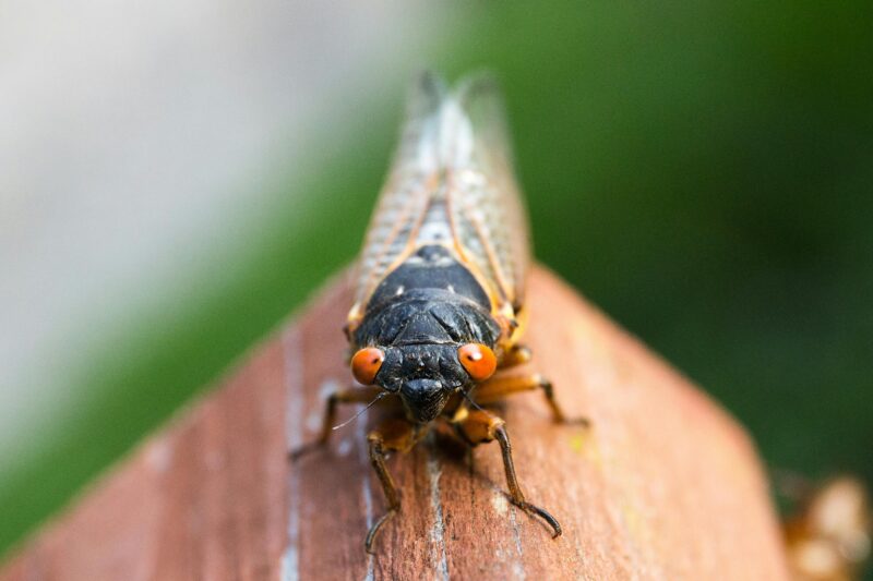 Cicadas: Black bodied insect with red, round eyes and clear wings on a piece of wood.