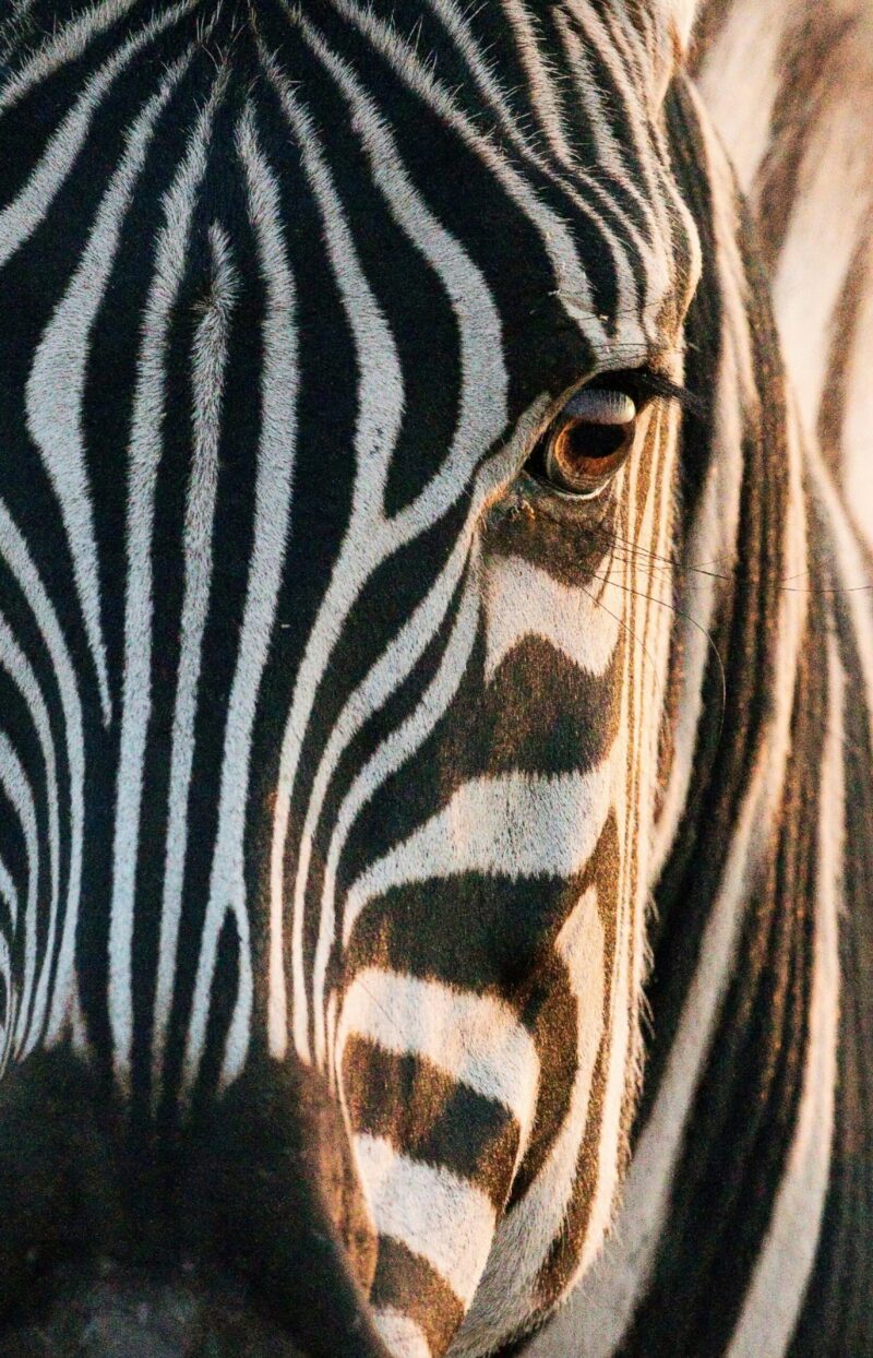 Closeup of a zebra's very stripy face, light from the sun striking one side.