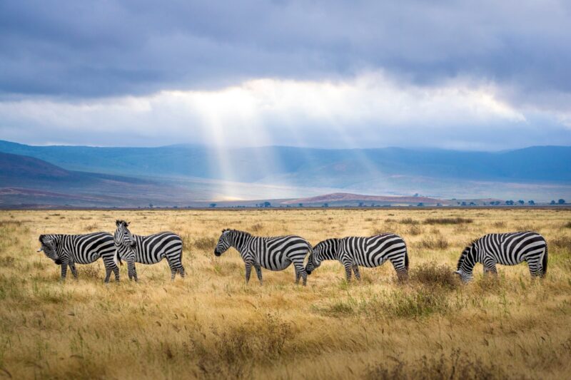 Five zebras in a line, in an open landscape, with solar rays in the background. One appears pregnant.