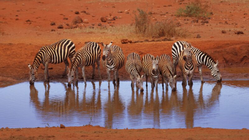 Eight black and white striped horse-like animals drinking water from a shallow pool in a desert.