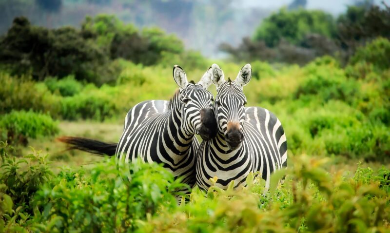 Front view of two zebras with their heads together in a green landscape.