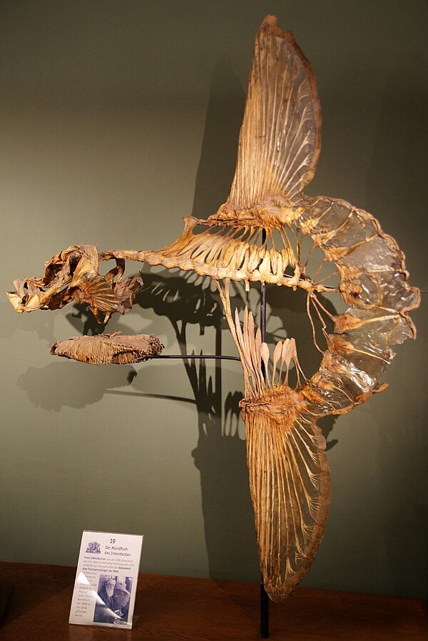 Fish skeleton with no bones in middle, big fins at top and bottom and fan-like tail fin.