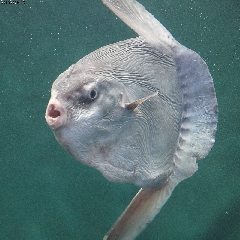 Ocean sunfish are odd, gentle giants: Lifeform of the week