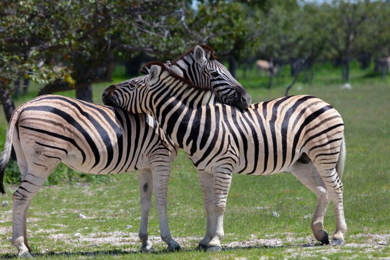 Two horse-like animals with black, white and brown stripes with their necks intertwined.