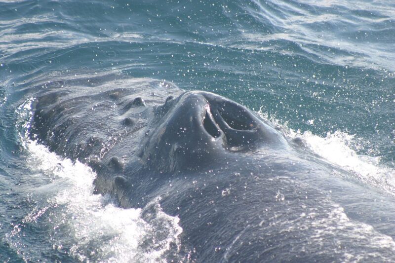 Top of a whale: dark gray slippery surface with 2 large nostril-like holes in it just above water level.