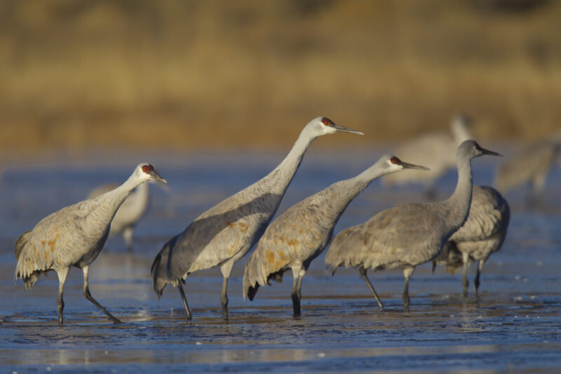 Sandhill cranes migrating in record numbers in U.S. Midwest