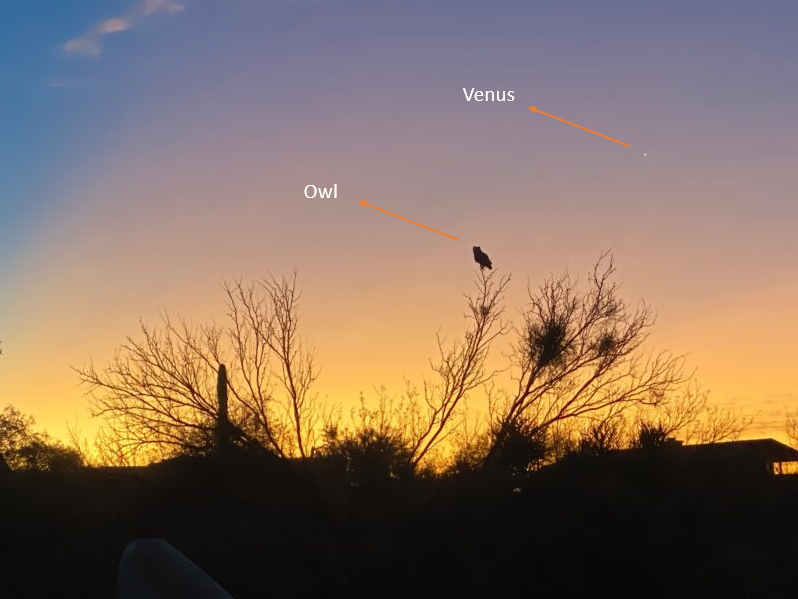 Bright yellow dawn sky, with a dot for Venus, and a silhouetted owl sitting on a branchy tree in foreground.