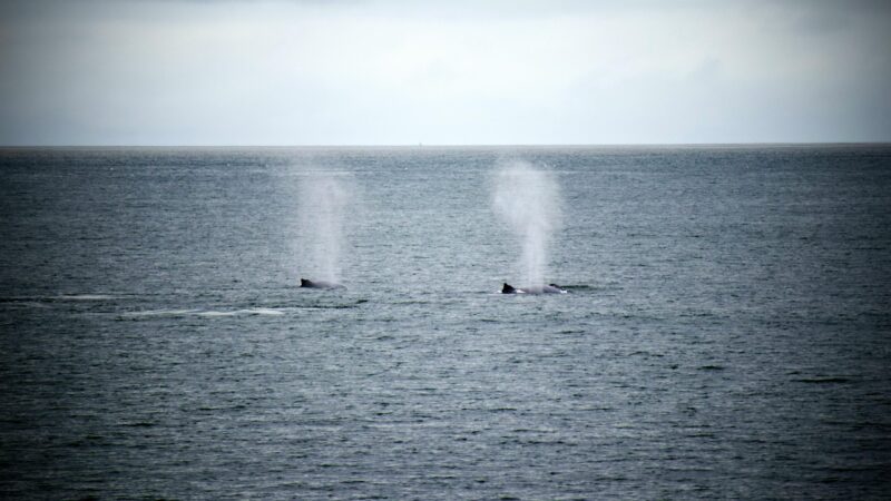 Barely visible tops of 2 whales on the sea surface. Each has a geyser of fog spraying straight up.