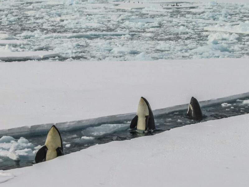 3 black-and-white whales with their front ends up, coming out of a patch of ice.