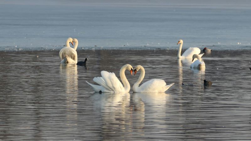 Swans on a pond with 2 holding heads together, their necks making a heart shape.