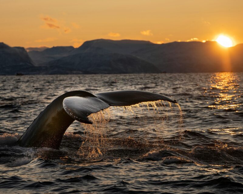 Wide, flat, two-sided tail flipping up out of the ocean, gleaming in the setting sun. Shore in background.