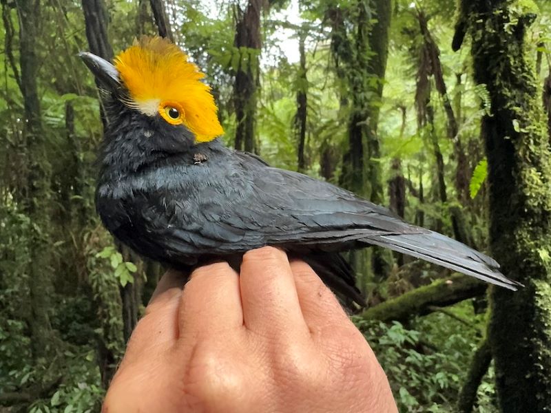 Lost bird: A black bird with a yellow upper half of its crested head sits on a hand with a forest in the background.
