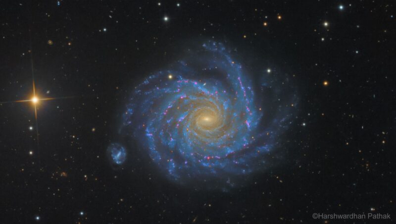 Face-on disk shape with bright blue glowing spiral arms with reddish spots, dark lanes and thousands of foreground stars.