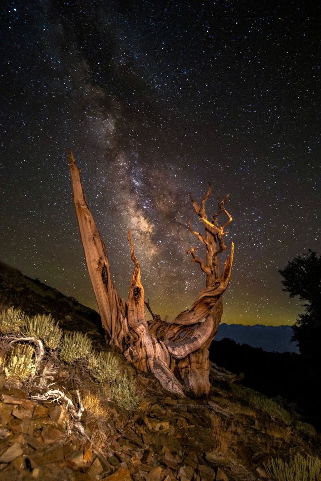 A gnarly old bristlecone pine tree with a vertical, dense band of stars behind.