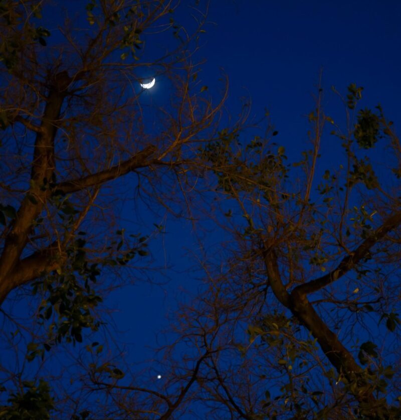 Ciel bleu foncé et nombreuses branches nues, avec la lune visible parmi elles, au sommet.  Jupiter est en bas.