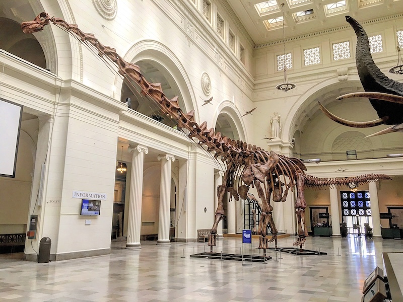 Long-tailed, very long-necked, tall dinosaur skeleton inside a great hall in a fancy museum.