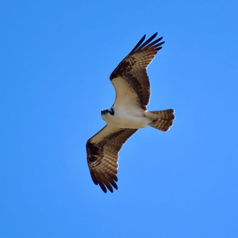 A large bird with white body, darker wings, and short hooked beak soars in a blue sky.
