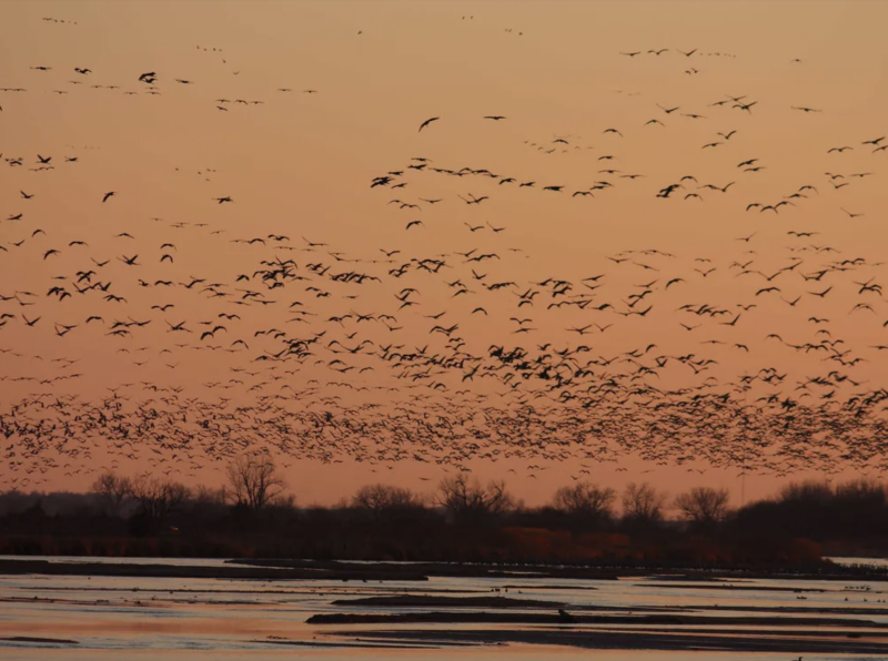 A river at dusk, with crowds of birds flying above it.