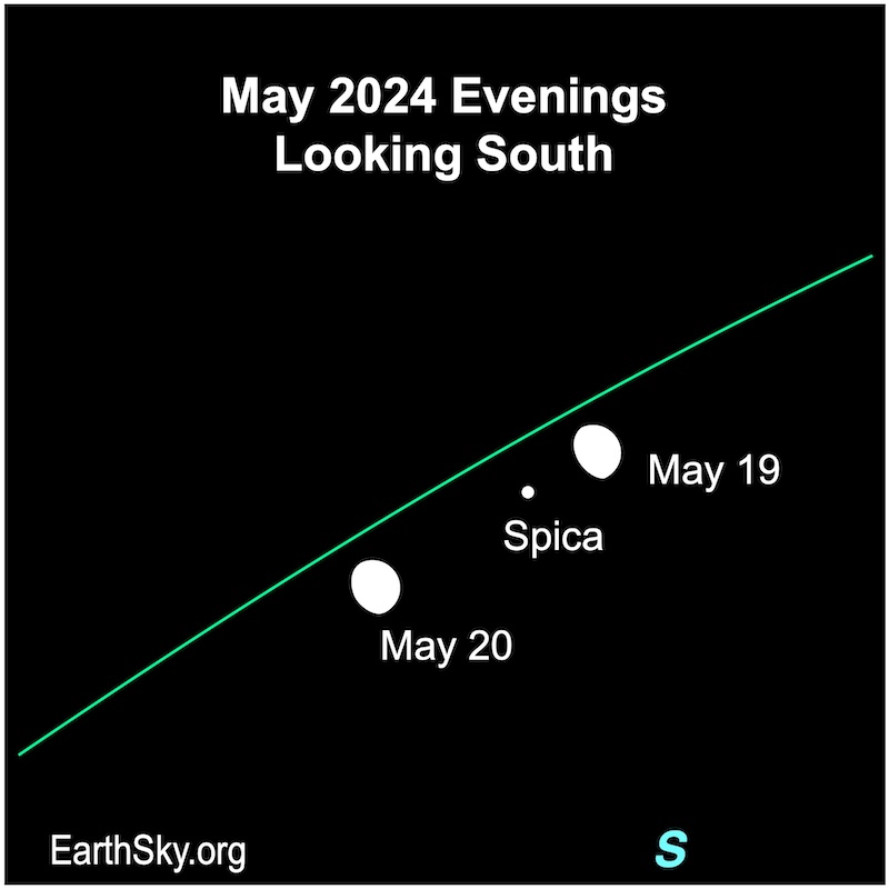 Moon on May 19 & 20 near the star Spica.
