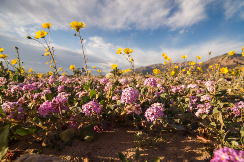 Image shows pink and yellow wildflowers growing in a field with mountains in the background.