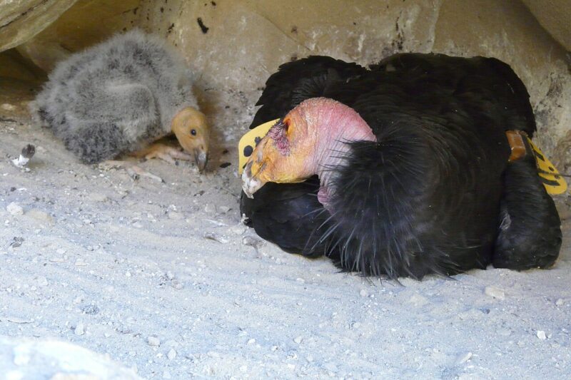 A big bird with black feathers and a pink and orange skin for the neck and head, with a gray, fuzzy chick.