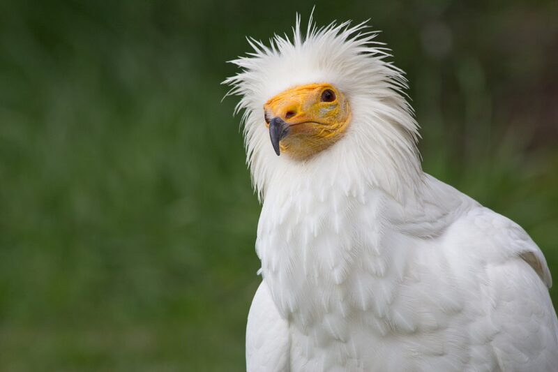 A white bird with spiky feathers around the head and a bare orange face and a black beak.