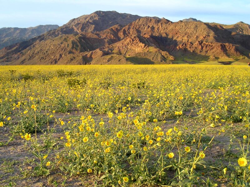 Image shows a field of yellow wildflowers in front of mountains.