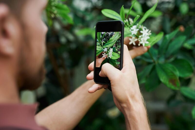 Bearded man with smart phone taking image of plant with small white flowers.