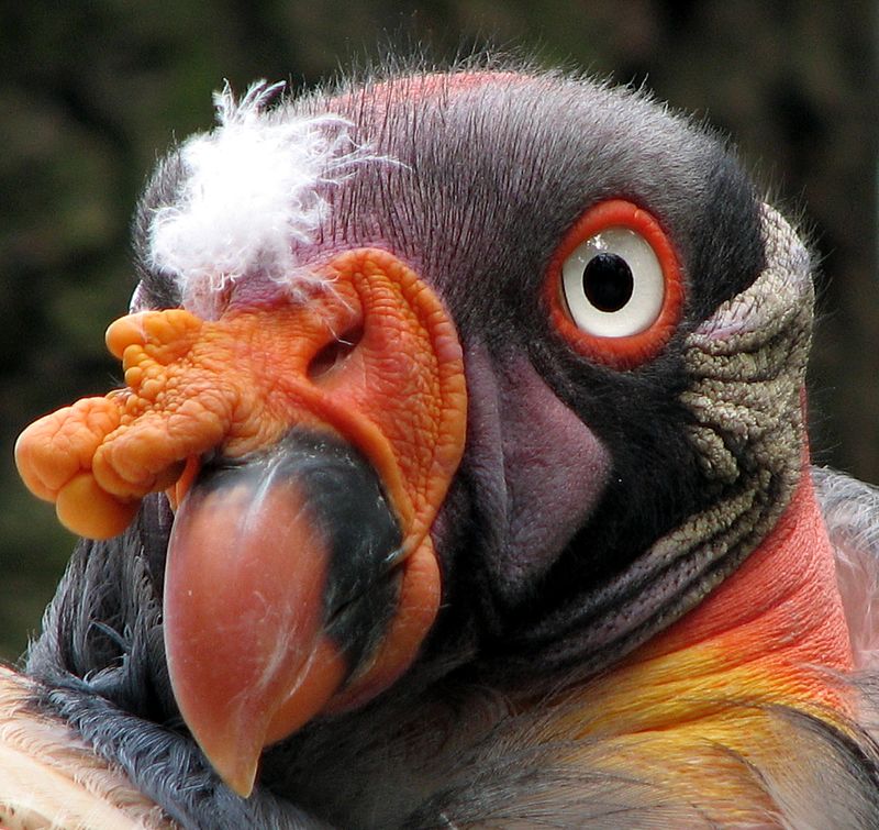 Close up of a bird with a yellow and orange neck and white eyes. It also has a fleshy, orange outgrowth over its beak.