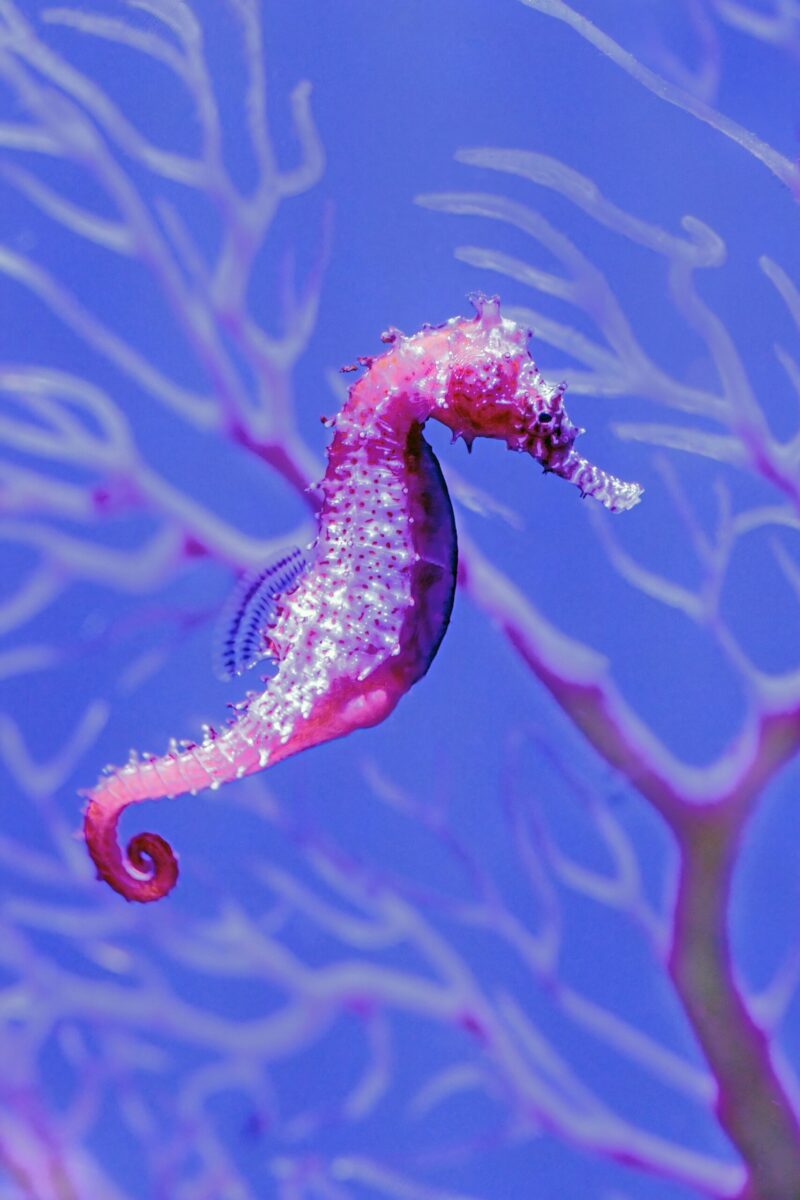 Pink seahorse with a bluish belly and pink dots on it in a blue and pink background.