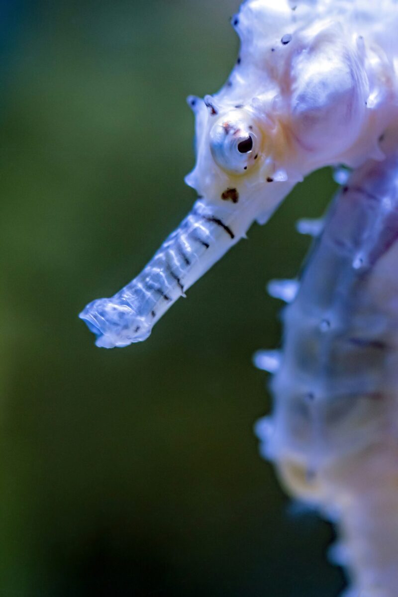 Gray and white torso and head of a seahorse. It has black eyes and stripes in its snout.
