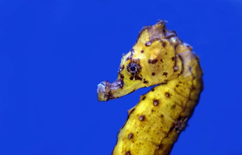 Head and torso of a yellow seahrose with black dots in a blue background.