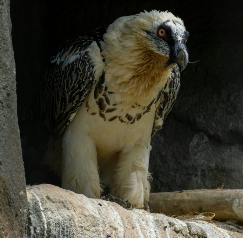 A white, big bird with strong legs. It has black wings and face.