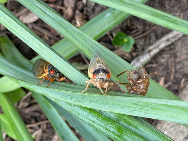 A cicada with dark wings, one with shite wings, and a shell all lined up on grass.