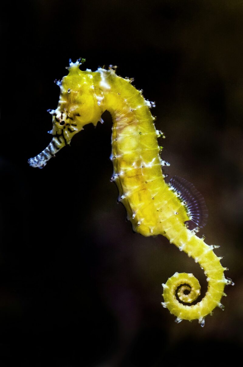 Seahorses: Yellow animal in a vertical position in a black background. The shape of its head is like a horse, it has a little snout and a twisted tail.