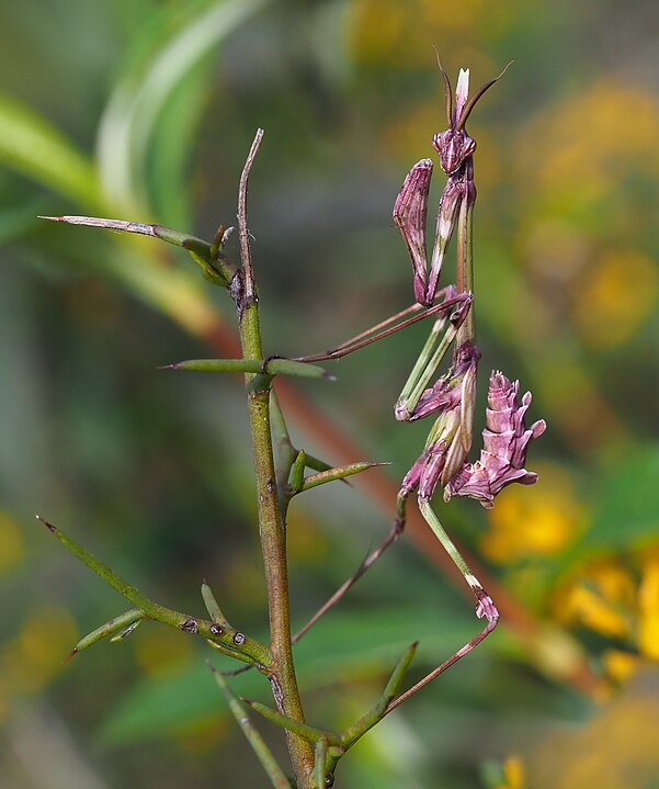 Purplish insect with long thin legs, its body imitating a flower, perched on a thorny twig. 