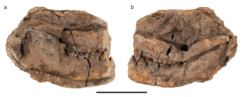 A chunky brown fossil with a row of teeth. There are two images, showing each side of the fossil.