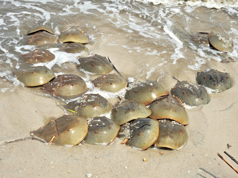 Twenty-four horseshoe crabs spawning on a beach. The horseshoe crabs are round with a long narrow tail. They have an olive green coloration.