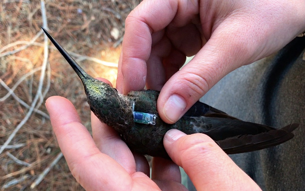 Giant hummingbirds: 2 hands holding a green bird with a long and thin beak. It has a little, blue backpack on its back.