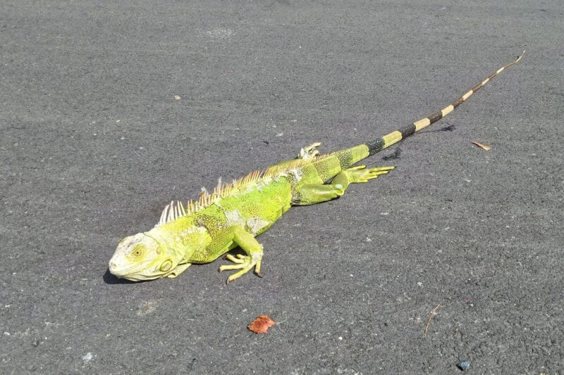 Light green reptile, that is long but thin, with a striped black and green tail.