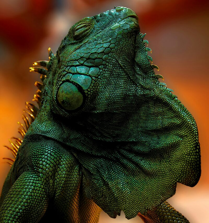 Stunningly dark green reptile with shiny scales and large, round extension of its throat under its chin.