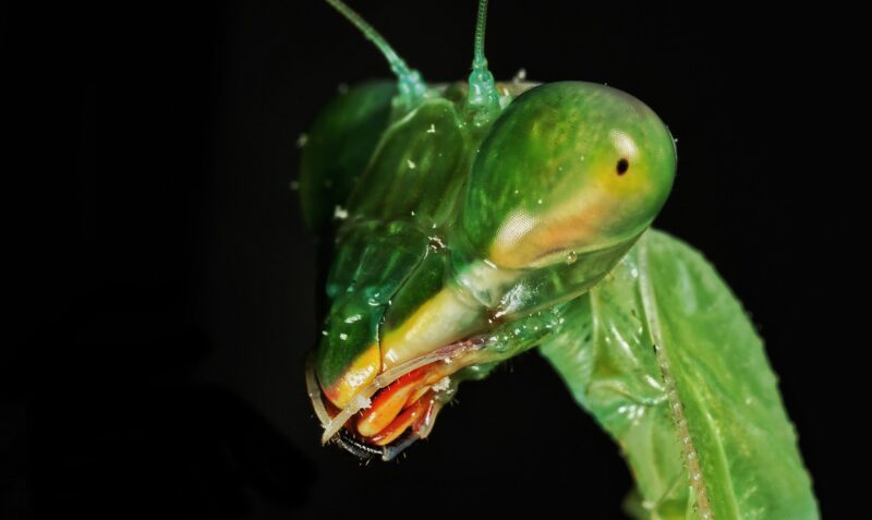 Closeup of a green, triangular insect head with big eyes and a little back dot in the center of each eye.