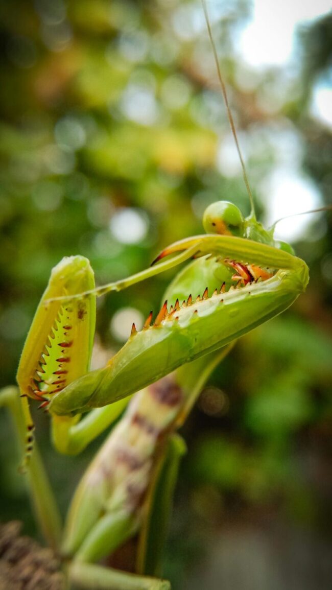 Green insect with its strong front legs in front of it. The legs have short orange spikes.