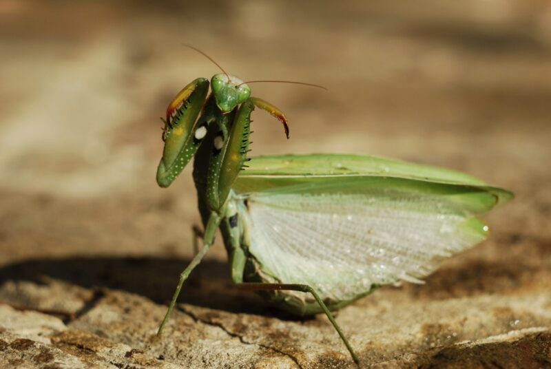 Green insect with its legs close to its head; it has white, shiny wings.