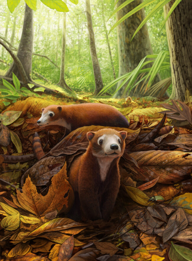 Two small, lithe, furry brown animals with white neck and face among fallen leaves in a forest.