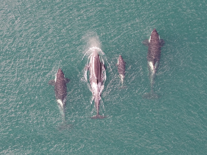 Four black-and-white killer whales of different sizes in blue water, with a small mist of water above one of them.