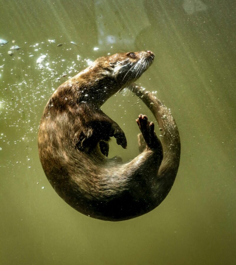 Long, thin, graceful animal underwater. It is forming a circle with its body.