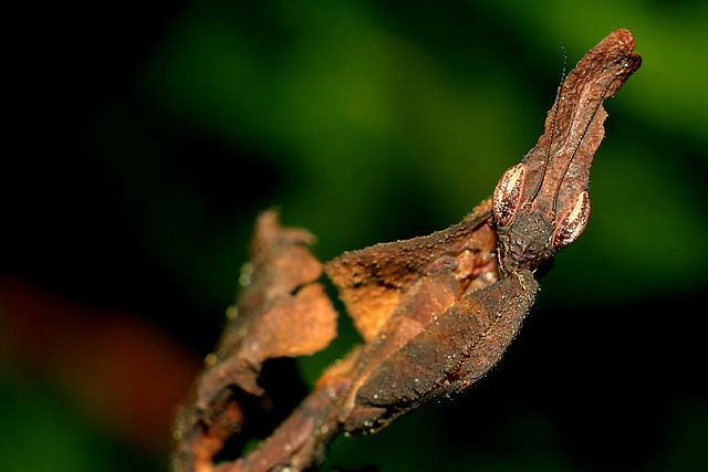 Thin brown insect that looks like a dead leaf or twig.