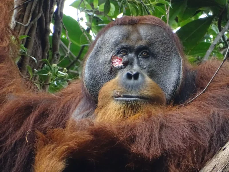 Orangutan: Big animal with reddish fur and a round, dark face without fur. It has a wound on his right cheek.