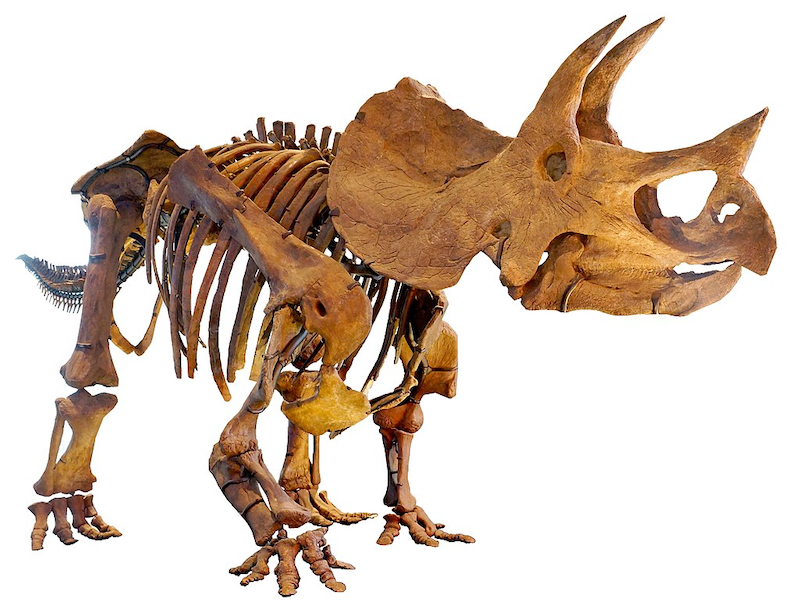Brown-colored Triceratops fossil skeleton, featuring a head with large horns.